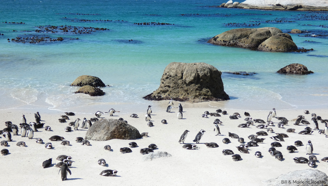 Boulders Penguins